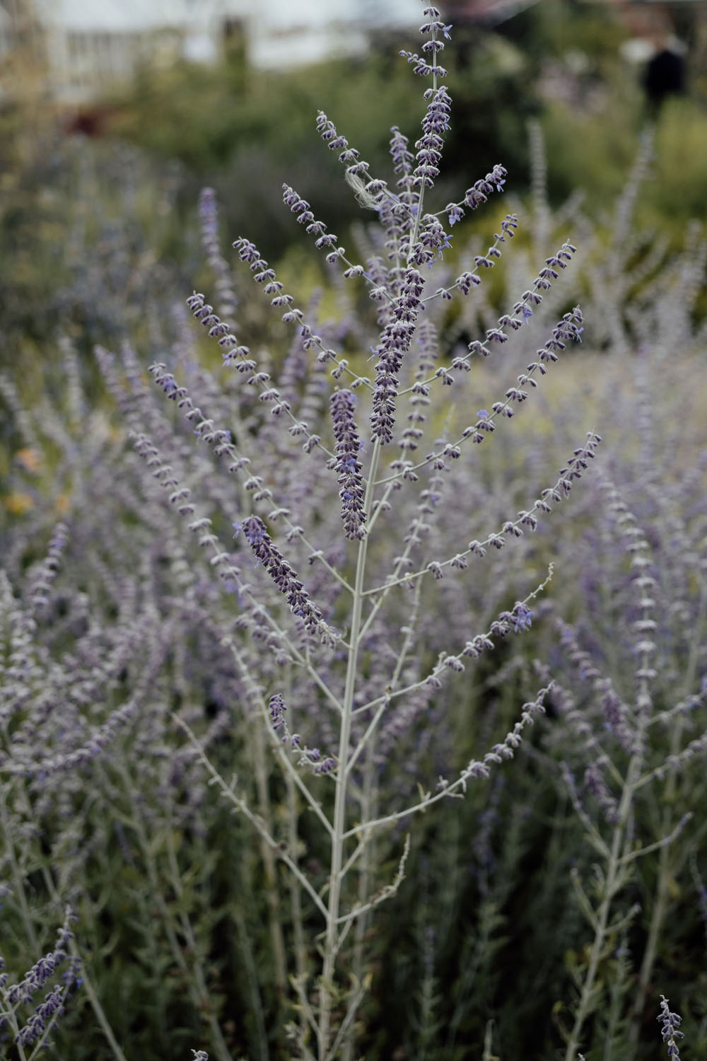 Heckfield Place, Luxury Event, Pocketful of dreams, Event Styling, 60th Birthday, Tablescape, Sunday Brunch Party, Matt Porteous, Kitten Grayson, Skye Gyngell, White and blue party