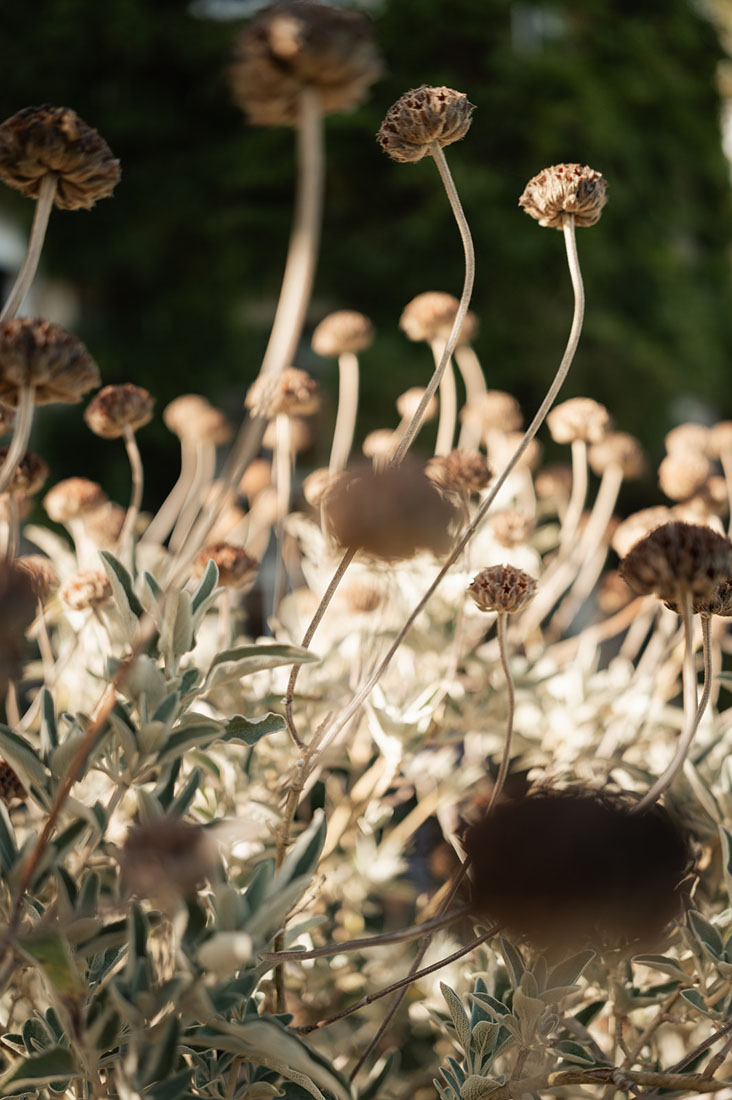 Cotswolds rehearsal dinner, Cotswolds wedding weekend, Cornwell Manor wedding, Cotswolds Destination Wedding, wedding rehearsal dinner, alfresco wedding dinner, asado wedding catering, Salsa Rose, Pocketful of Dreams, Cornwell Manor planner, Luxury Wedding Planner, Cotswolds Wedding Planner, Dos Mas En La Mesa, Swallows and Damsons