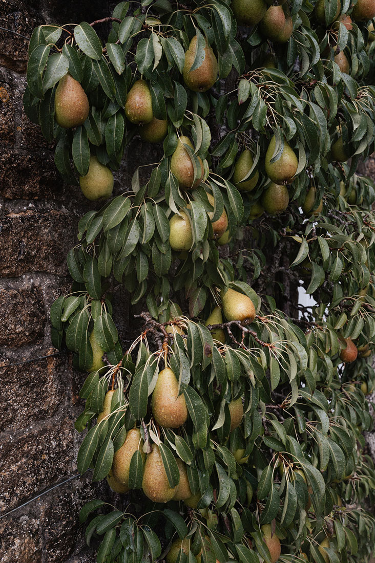 Cotswolds rehearsal dinner, Cotswolds wedding weekend, Cornwell Manor wedding, Cotswolds Destination Wedding, wedding rehearsal dinner, alfresco wedding dinner, asado wedding catering, Salsa Rose, Pocketful of Dreams, Cornwell Manor planner, Luxury Wedding Planner, Cotswolds Wedding Planner, Dos Mas En La Mesa, Swallows and Damsons
